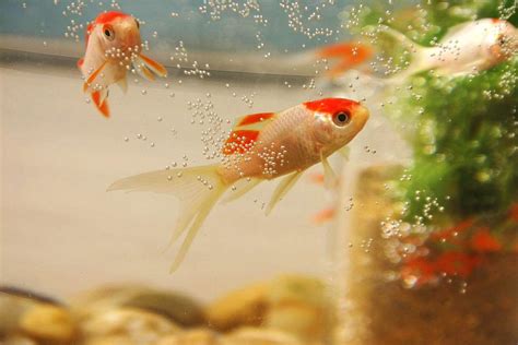 魚養幾隻好|養魚能招財，10條最實用的養魚風水（你一定要知道）。